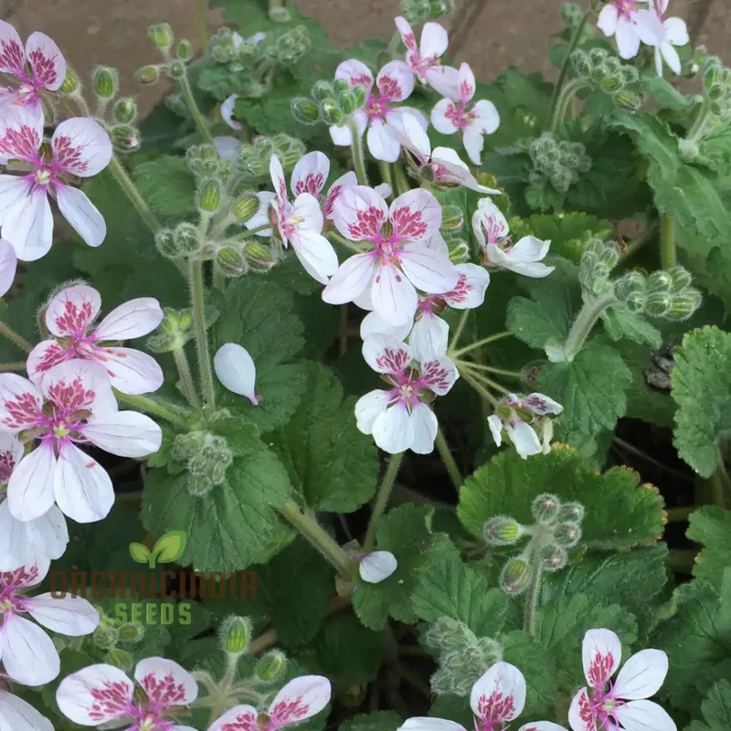 Erodium Pelargoniflorum Seeds - Exquisite Geranium-Like Flowers for Your Garden - Gardening Seeds
