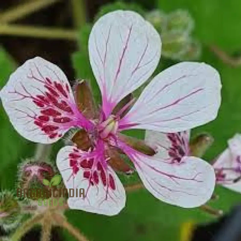 Erodium Pelargoniflorum Seeds - Exquisite Geranium-Like Flowers for Your Garden - Gardening Seeds
