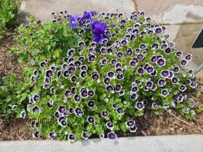 Nemophila Menziesii 'Penny Black' Seeds for Beautiful Gardening: Enhance Your Garden with Unique and Stunning Blooms