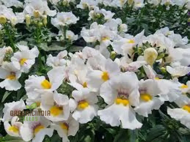 Nemesia 'Snowflakes' Seeds for Gardening | Premium Quality Flower Seeds for Your Garden