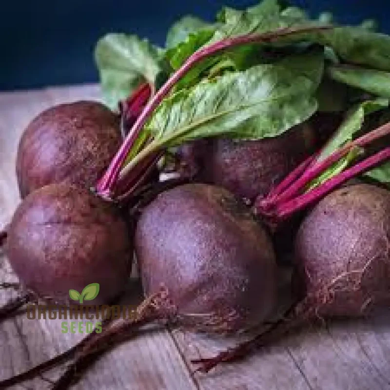 BEETROOT PABLO F1 Seeds - Premium Quality Gardening Seeds for Your Garden