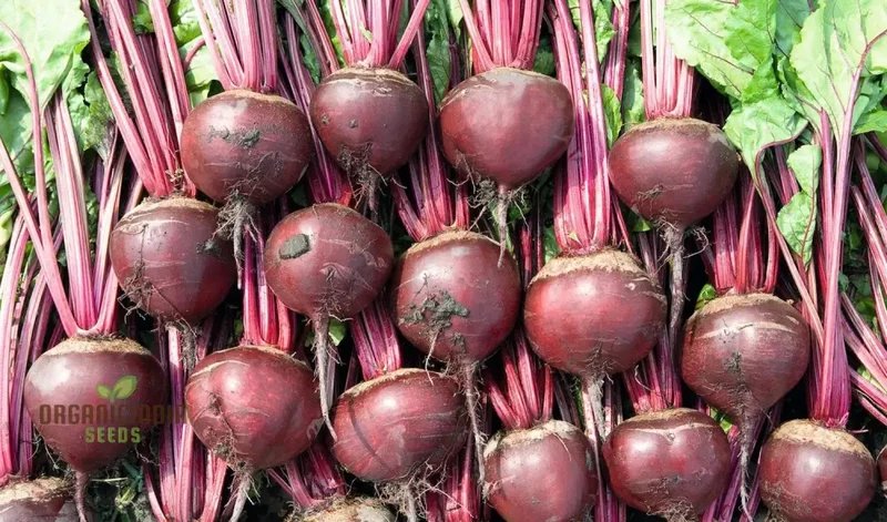 BEETROOT PABLO F1 Seeds - Premium Quality Gardening Seeds for Your Garden