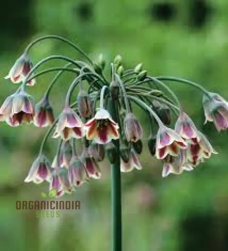Nectaroscordum Siculum Seeds for Exceptional Gardening: Add Unique Beauty to Your Garden with These Stunning Seeds