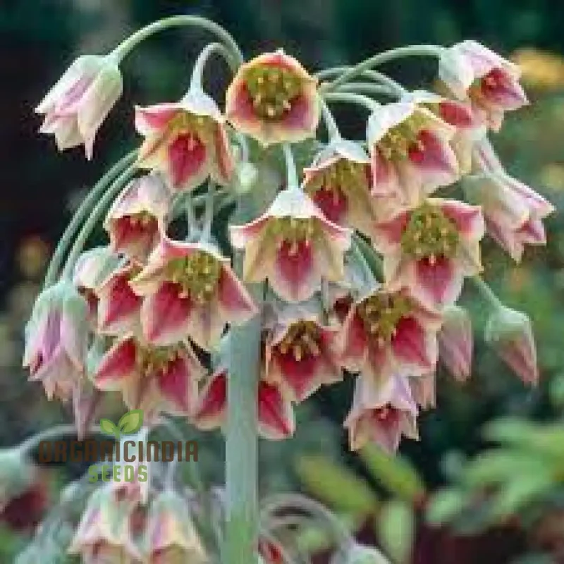 Nectaroscordum Siculum Seeds for Exceptional Gardening: Add Unique Beauty to Your Garden with These Stunning Seeds