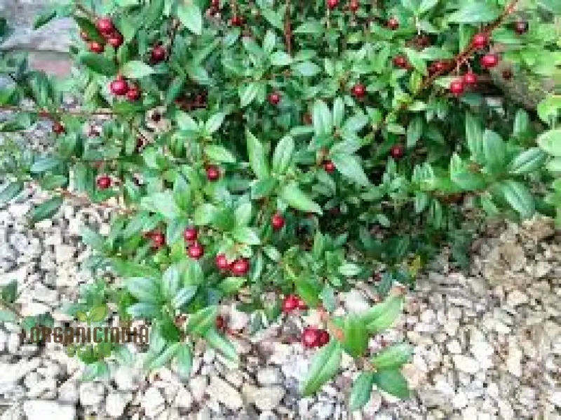 Myrtus Ugni Seeds for Expert Gardening: Elevate Your Garden with these Rare and Exotic Berries