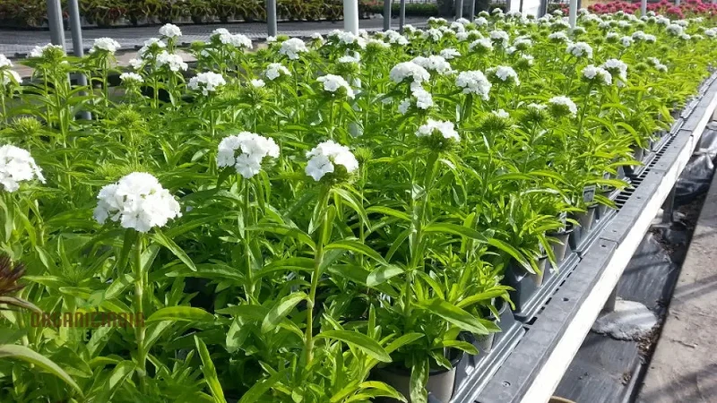 Dianthus Barbatus White Flower Seeds For Planting, Elegant Additions to Your Garden