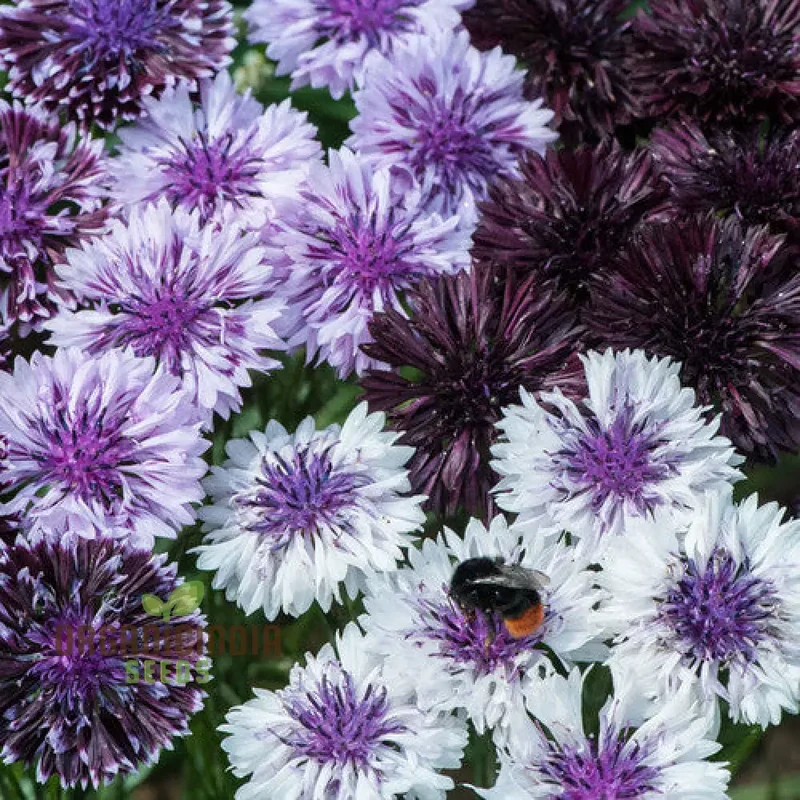 Centaurea Cyanus 'Classic Magic' Flower Seeds, Premium Quality for Stunning Garden Blooms Gardening
