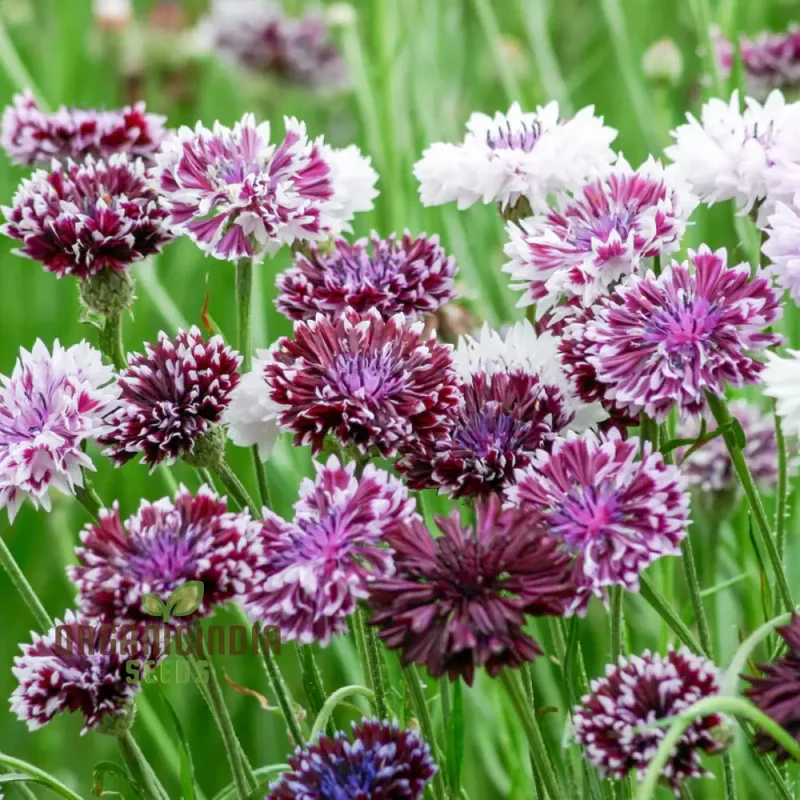 Centaurea Cyanus 'Classic Magic' Flower Seeds, Premium Quality for Stunning Garden Blooms Gardening