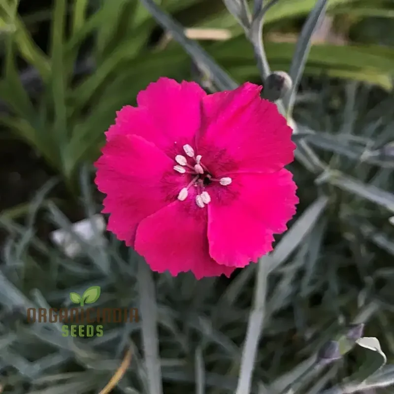 Dianthus Badenia Flower Seeds for Planting Grace Your Garden with Beautiful and Fragrant Blooms"