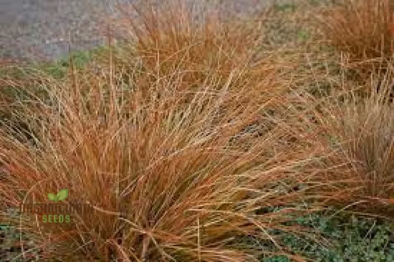 Carex Buchananii Seeds for Your Garden - Hardy Ornamental Grass for Landscaping and Borders