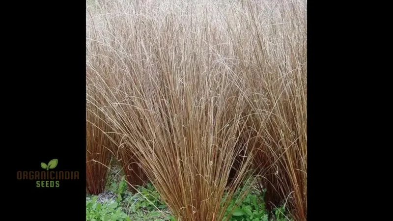 Carex Buchananii Seeds for Your Garden - Hardy Ornamental Grass for Landscaping and Borders
