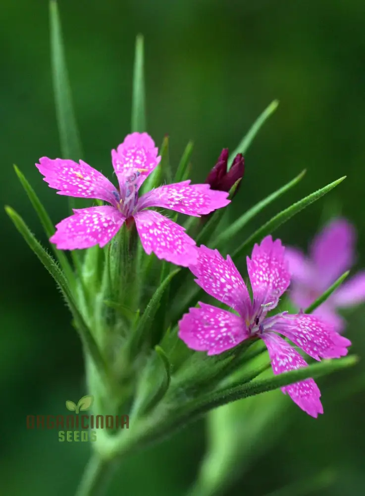 Dianthus Armeria Flower Seeds, Brighten Your Garden with Hardy and Colorful Blooms