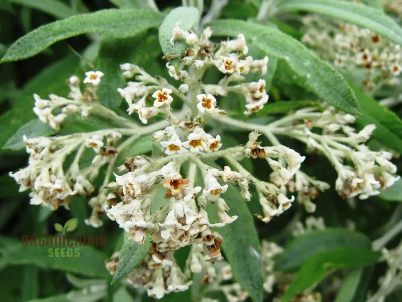Buddleja Loricata Flower Seeds – Exotic Butterfly Bush for Garden Planting