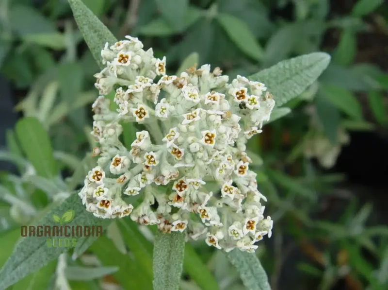 Buddleja Loricata Flower Seeds – Exotic Butterfly Bush for Garden Planting