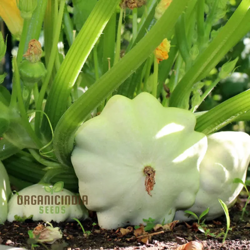 Green Tint Bush Scallop Squash: Ideal for Garden Enthusiasts