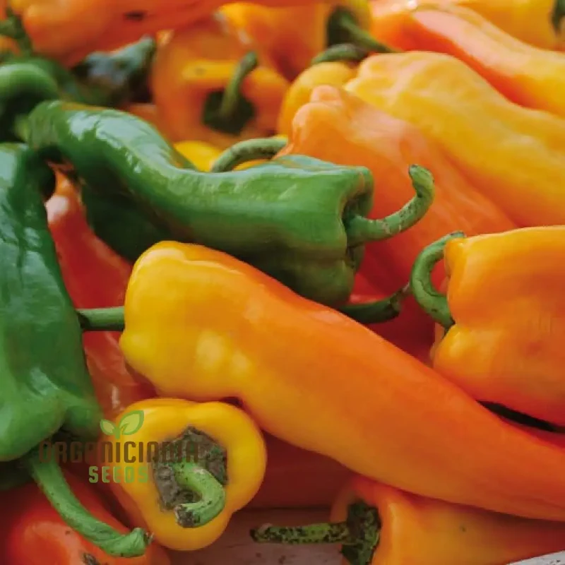 Golden Treasure Pepper Seeds (Capsicum Annuum) - Add a Touch of Gold to Your Garden and Cooking Adventures