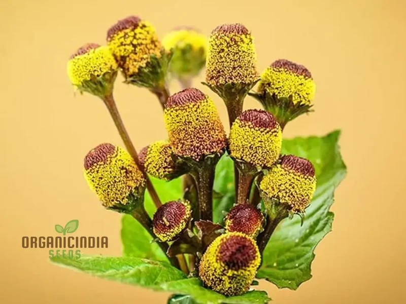 Toothache Plant Seeds – Premium Quality Medicinal Herb for Home & Organic Gardens