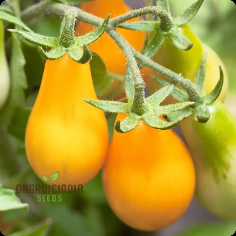Yellow Pear Tomato Seeds - Grow Heirloom Yellow Pear Tomatoes for Your Garden and Culinary Delights