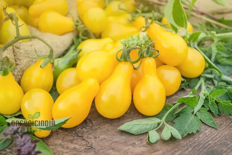Yellow Pear Tomato Seeds - Grow Heirloom Yellow Pear Tomatoes for Your Garden and Culinary Delights