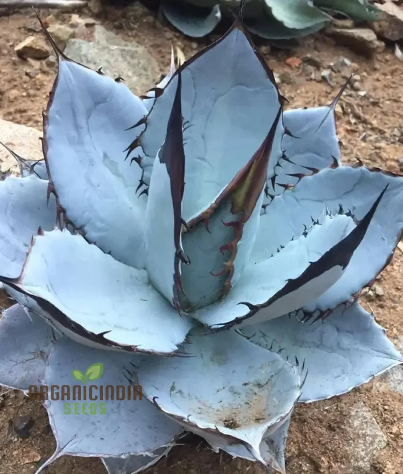 Agave Titanota Blue Seeds for Planting – Stunning Blue Beauty, Decorative Desert Variety
