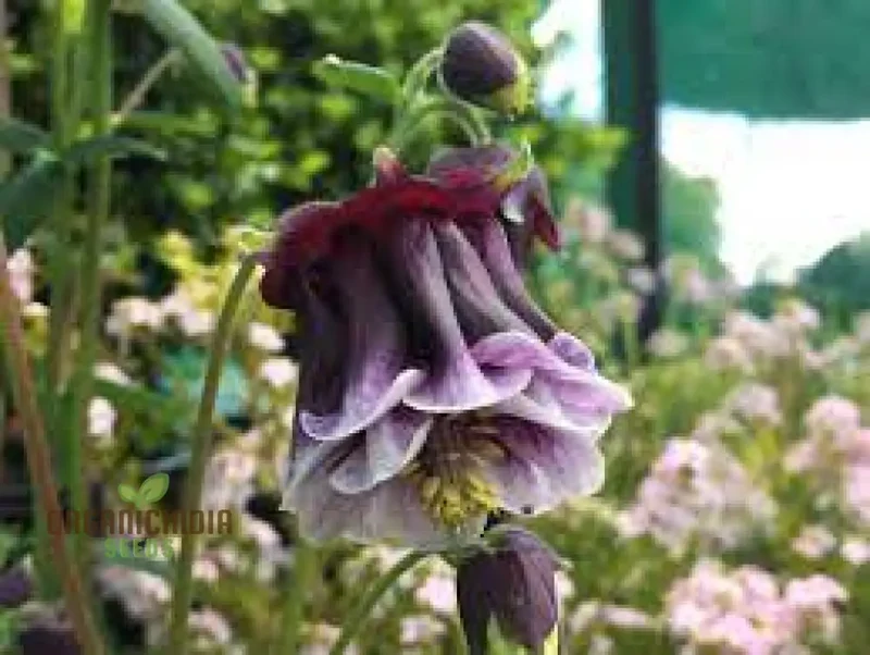 Aquilegia Cottage Garden Mix Seeds - Premium Gardening Seeds for Beautiful Cottage Gardens