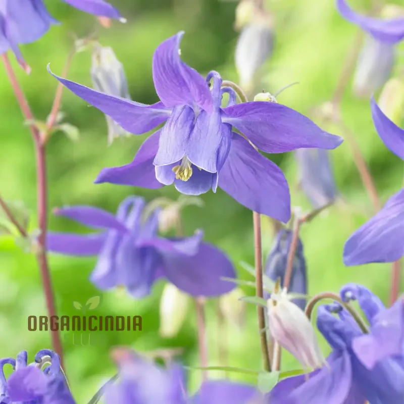 Rare Aquilegia Clematiflora Blue Flower Seeds - Exotic Gardening Plant for Stunning Blue Blooms