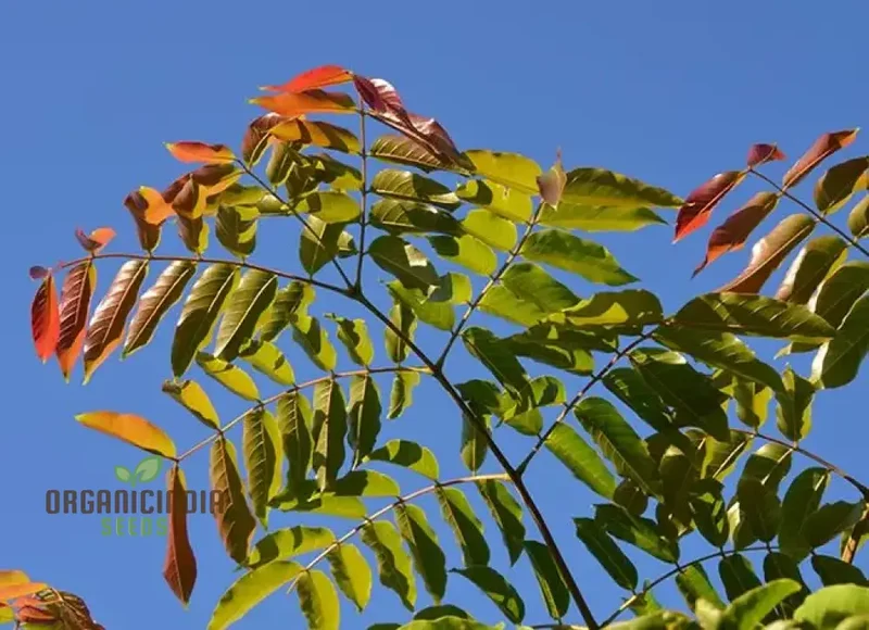 Acrocarpus Fraxinifolius, Transform Your Garden with Exotic Beauty