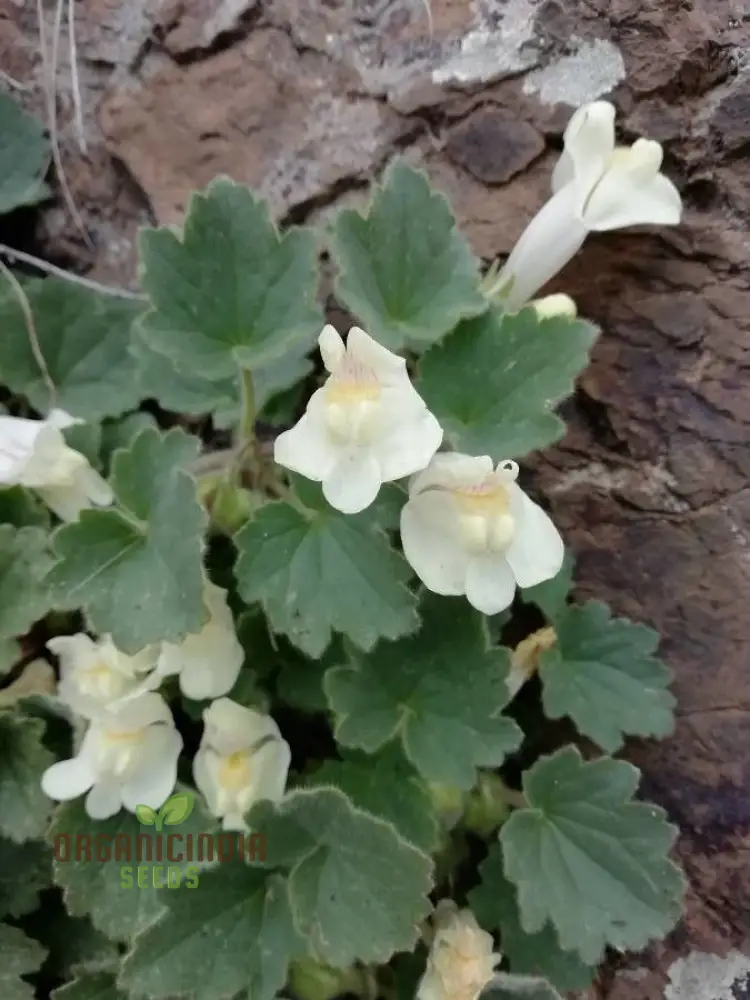 Asarina Procumbens Flower Seeds For Planting: Vibrant Garden Beauty for Enthusiasts of Unique Floral Marvels