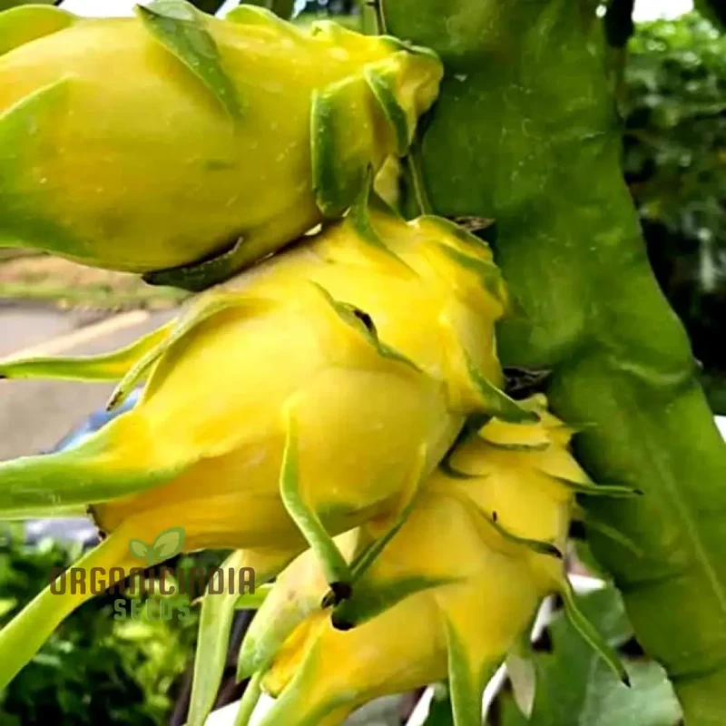 Dragon Fruit Yellow Seeds Premium Quality Seeds for Gardening Enthusiasts