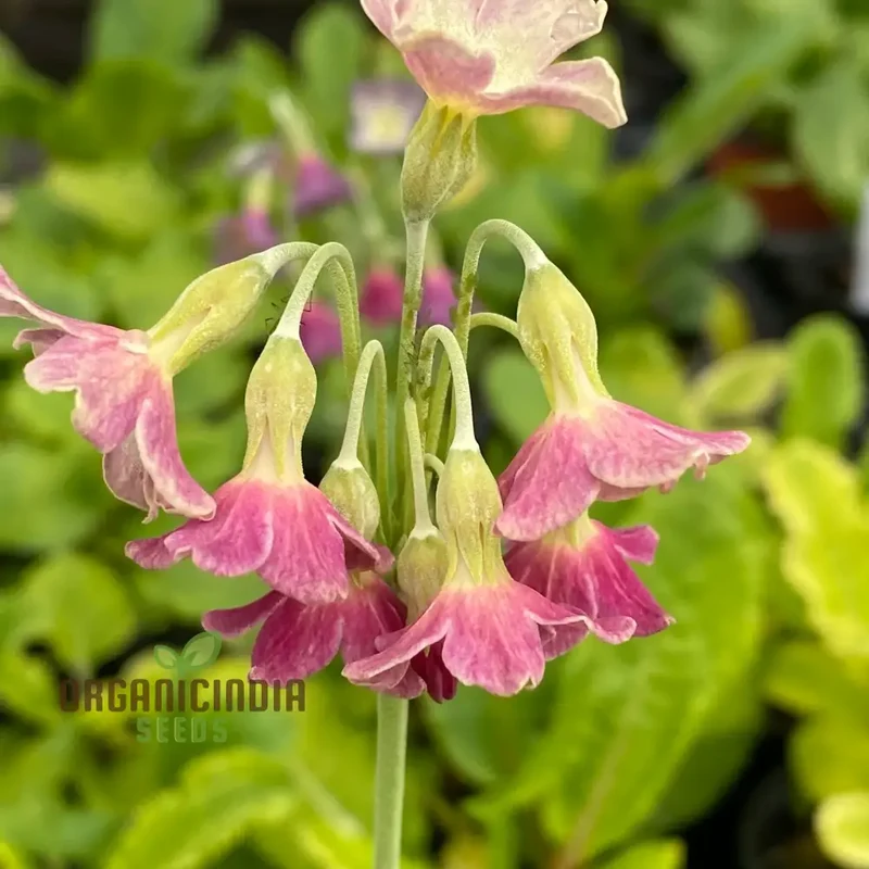 Primula Waltonii Flower Seeds For Planting, Charming Blooms for Your Garden