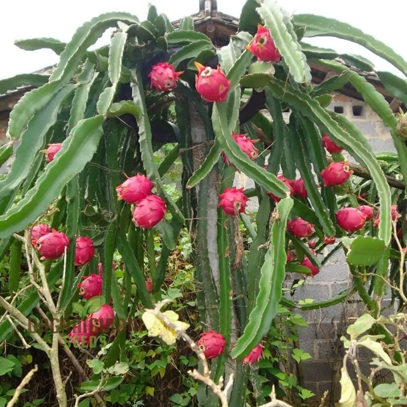 Dragon Fruit Red Seeds for Planting - Premium Quality for Thriving Gardening | Buy Seeds Online
