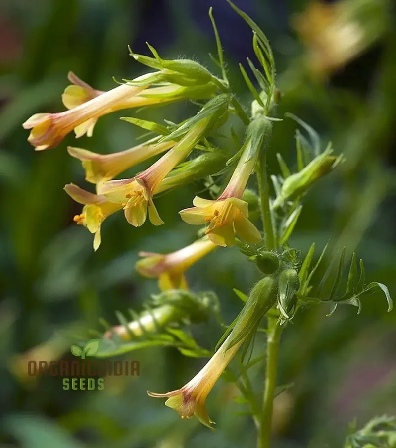 Polemonium Pauciflorum 'Sulphur Trumpets' Seeds for Planting