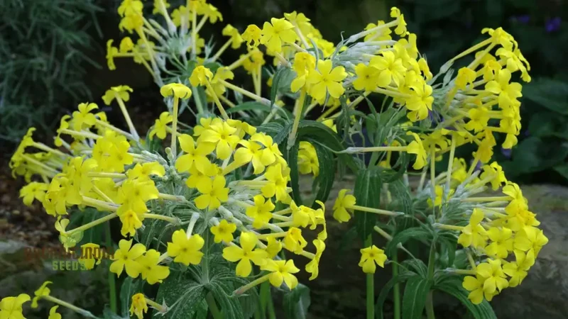 Primula Verticillata Flower Seeds For Planting, Cultivating Whorled Beauty in Your Garden