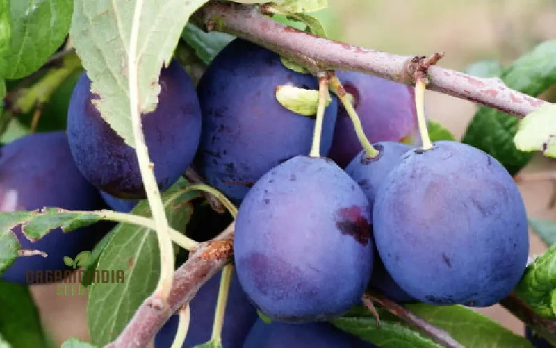 DAMSON Seeds for Gardening - High-Quality Seeds for Your Garden