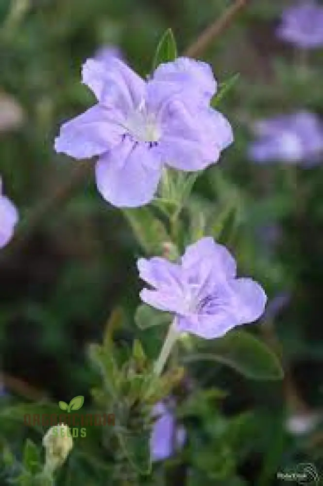 Ruellia Humilis Seeds - Premium Quality Gardening Seeds for Beautiful Wild Petunias