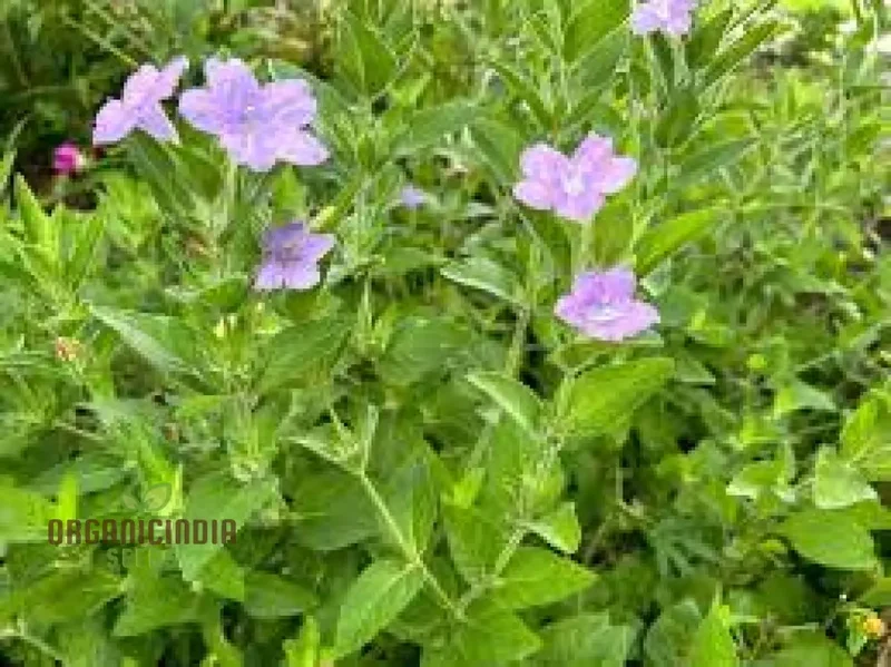 Ruellia Humilis Seeds - Premium Quality Gardening Seeds for Beautiful Wild Petunias