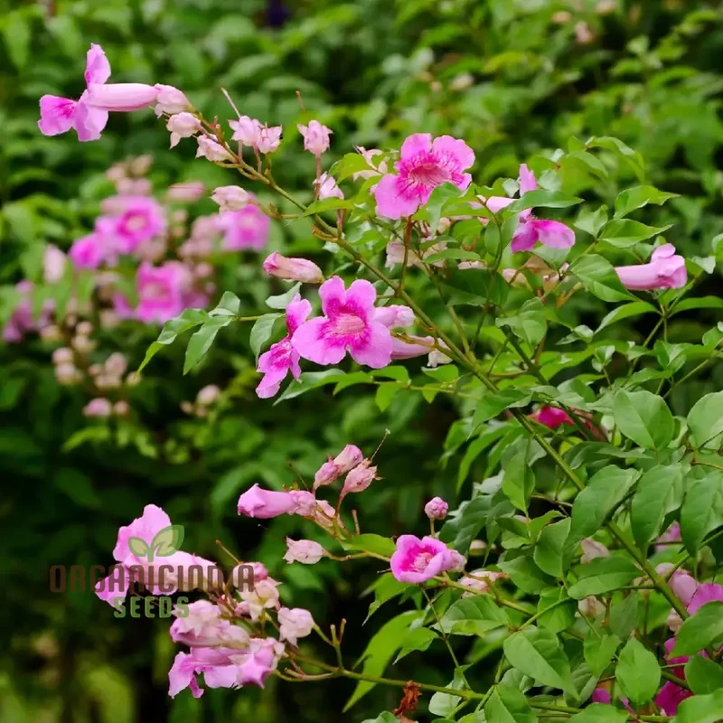 Podranea Ricasoliana Seeds for Lush Greenery and Beautiful Blooms â€“ Perfect for Your Gardening Adventures!