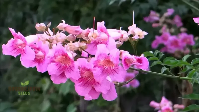 Podranea Ricasoliana Seeds for Lush Greenery and Beautiful Blooms â€“ Perfect for Your Gardening Adventures!