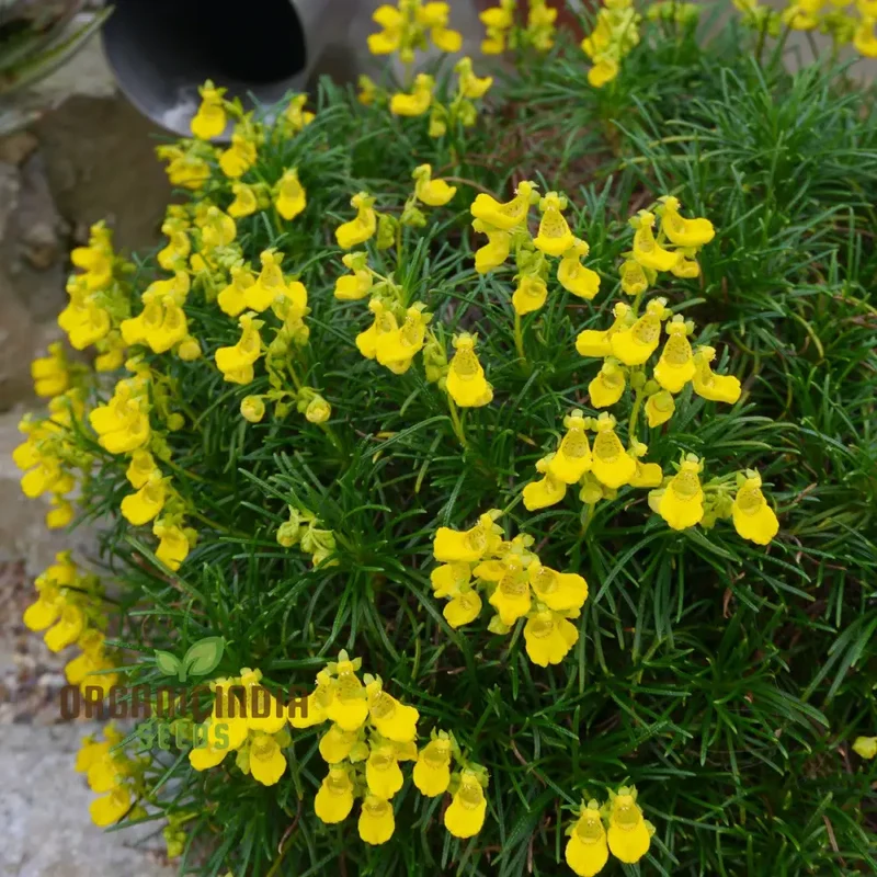 Calceolaria Andina Flower Seeds for Planting, Cultivating Beautiful Blooms in Your Garden