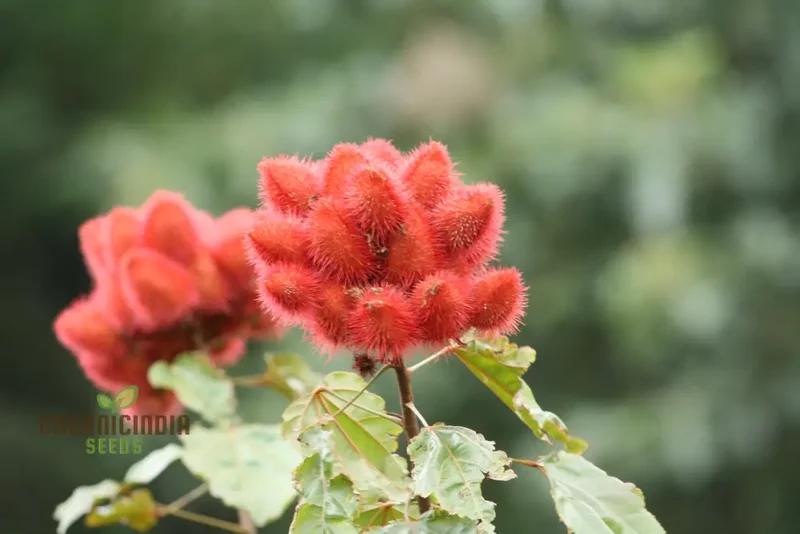 Bixa Orellana Seeds For Planting, Add Vibrancy to Your Garden with Annatto Tree Seeds