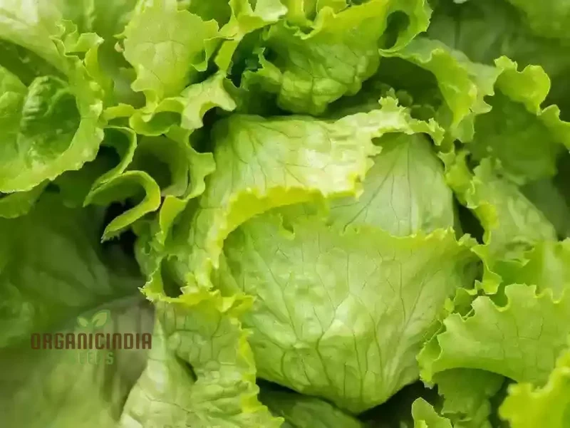 Lettuce Great Lakes Seeds for Gardening Enthusiasts | Heirloom Seeds for Healthy Greens