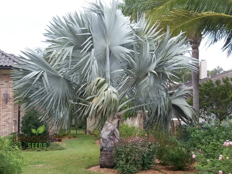 Bismarckia Nobilis Seeds For Planting, Grow Your Own Majestic Palms