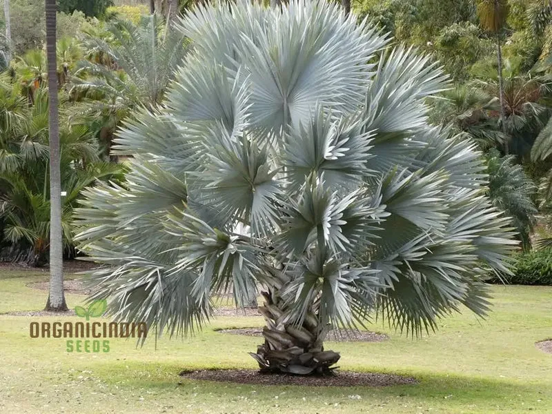 Bismarckia Nobilis Seeds For Planting, Grow Your Own Majestic Palms