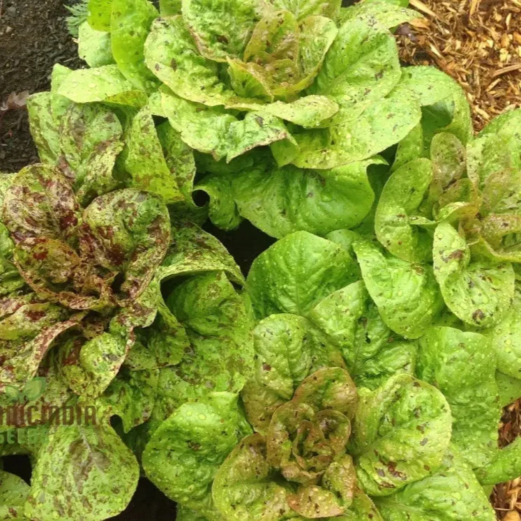 Forellenschluss Lettuce Seeds - Ideal for Gardening Enthusiasts Seeking Quality Seeds