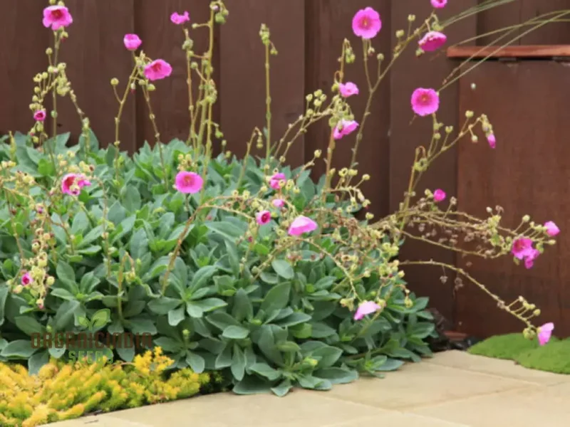 Calandrinia Grandiflora Seeds – Rock Purslane Variety for Vibrant Garden Blooms
