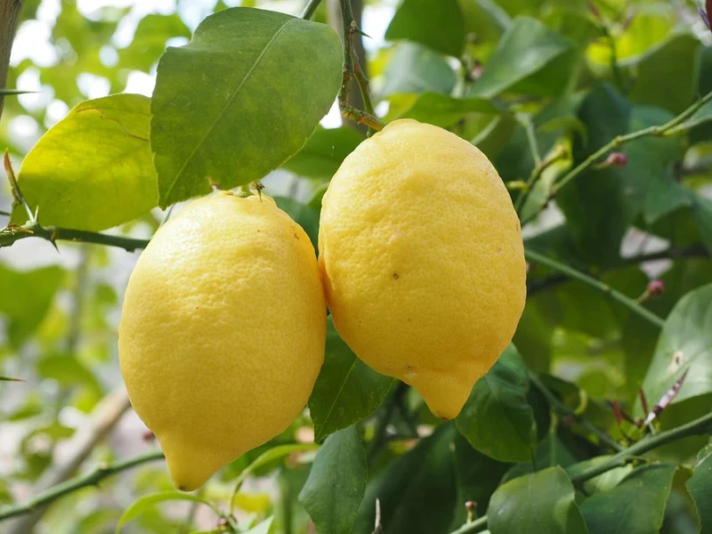 Lemon Fruit Seeds for Your Lush Garden: Start Growing Citrus with Top-Quality Gardening Seeds