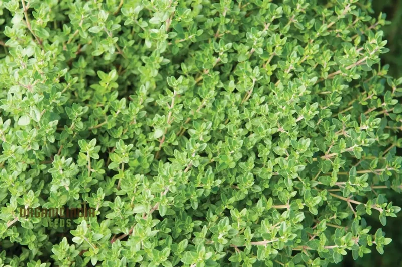 Thyme Herb Seeds – Non-GMO Aromatic Perennial for Garden & Kitchen Use