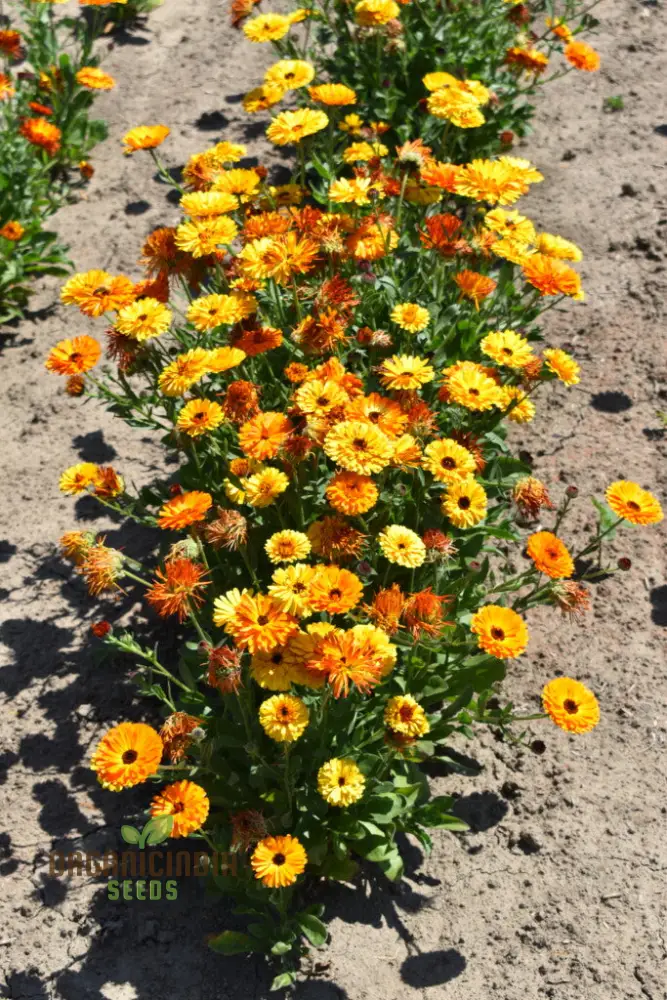 Touch of Red Buff Calendula Flower Seeds, Premium Garden Seeds for Vibrant Blooms, Gardening