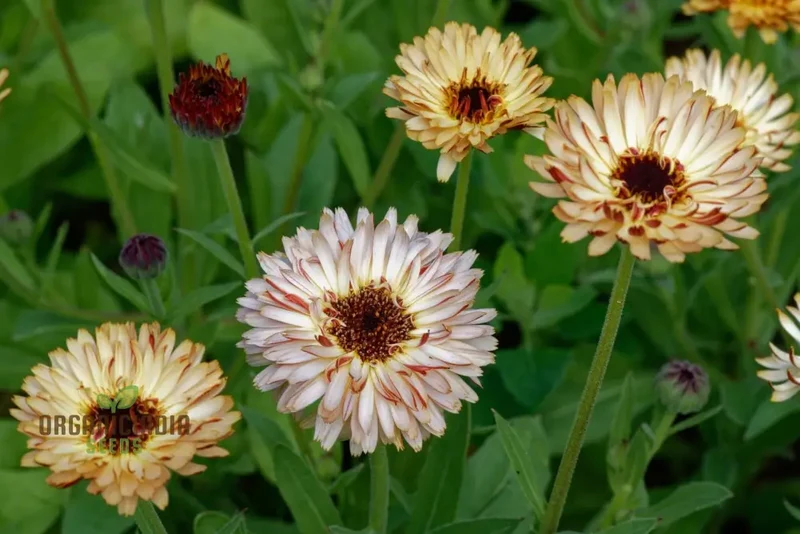Touch of Red Buff Calendula Flower Seeds, Premium Garden Seeds for Vibrant Blooms, Gardening