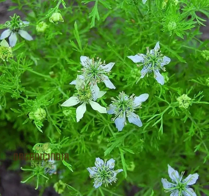 Cumin Seeds for Planting – Organic Gardening Essentials for Robust Harvests